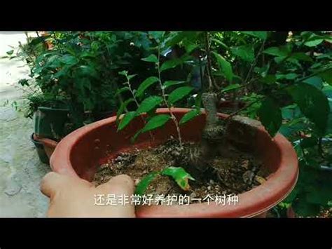 榆樹 風水|如何按照風水來擺設榆樹？（特徵、方位、共同擺設的植物）